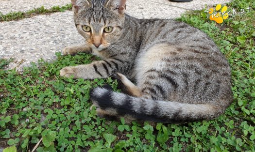 Katze Ramtha (Foto by Tiereck.at - Lavanttaler Tierhilfe)