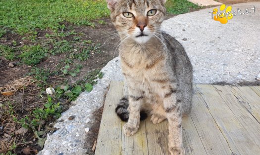 Katze Lucky (Foto by Tiereck.at - Lavanttaler Tierhilfe)