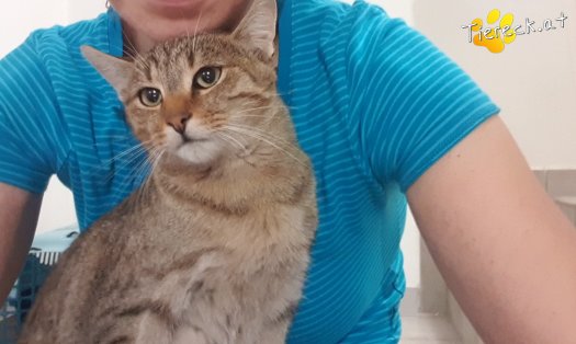 Katze Lucky (Foto by Tiereck.at - Lavanttaler Tierhilfe)