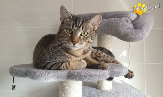Katze Bubble (Foto by Tiereck.at - Lavanttaler Tierhilfe)