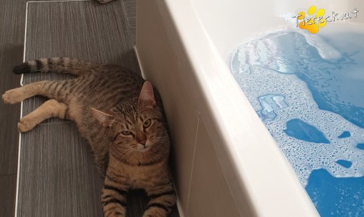 Vermittlungstiere Diese Katzen Suchen Ein Zuhause