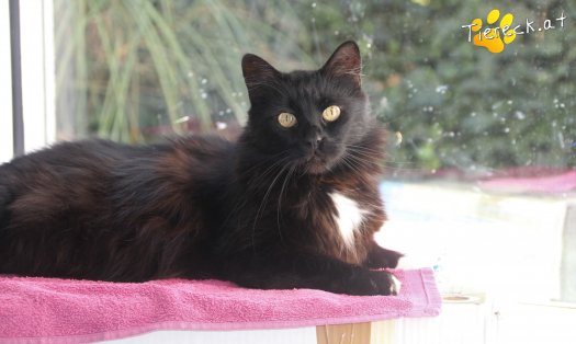Katze Blacky (Foto by Tiereck.at - Lavanttaler Tierhilfe)
