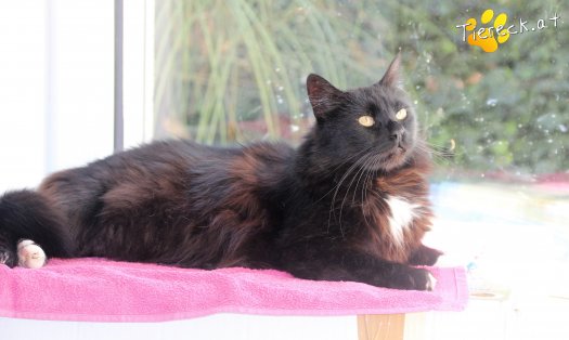 Katze Blacky (Foto by Tiereck.at - Lavanttaler Tierhilfe)