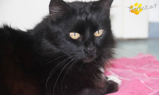 Katze Blacky (Foto by Tiereck.at - Lavanttaler Tierhilfe)