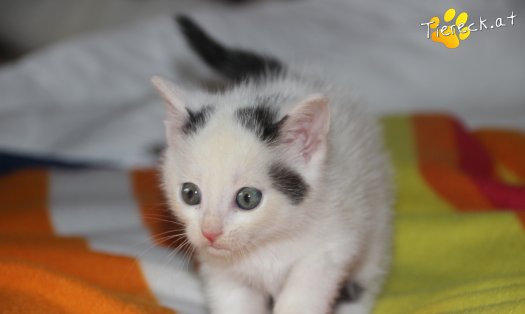Katze Angelina (Foto by Tiereck.at - Lavanttaler Tierhilfe)