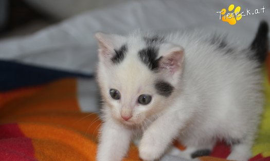 Katze Angelina (Foto by Tiereck.at - Lavanttaler Tierhilfe)