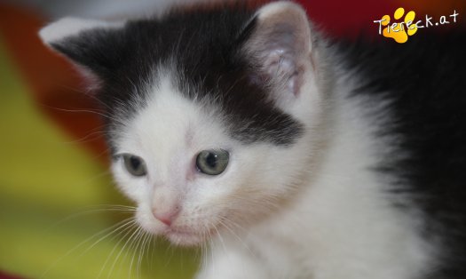 Katze Constantin (Foto by Tiereck.at - Lavanttaler Tierhilfe)