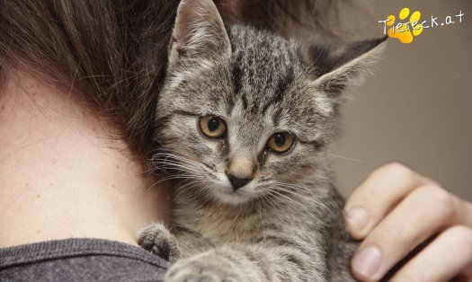 Katze Ferdinand (Foto by Tiereck.at - Lavanttaler Tierhilfe)