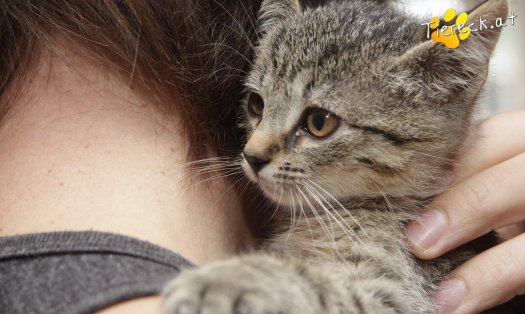 Katze Ferdinand (Foto by Tiereck.at - Lavanttaler Tierhilfe)