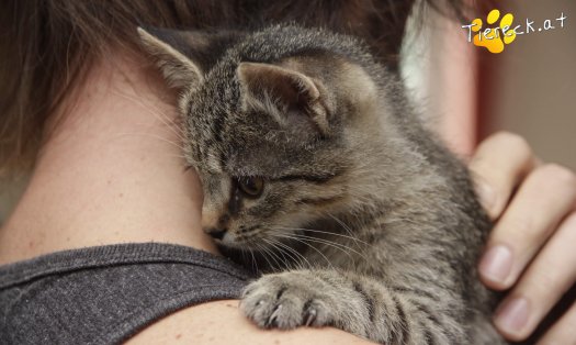 Katze Ferdinand (Foto by Tiereck.at - Lavanttaler Tierhilfe)