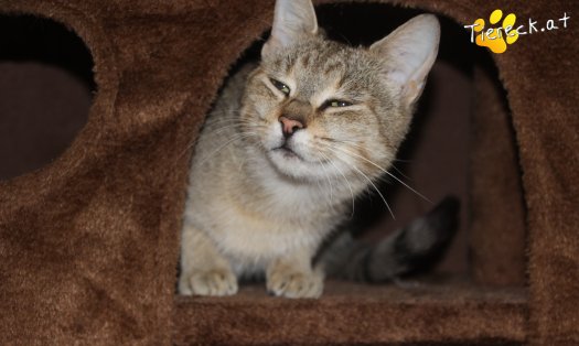 Katze Nala (Foto by Tiereck.at - Lavanttaler Tierhilfe)