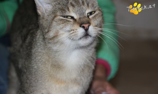 Katze Nala (Foto by Tiereck.at - Lavanttaler Tierhilfe)