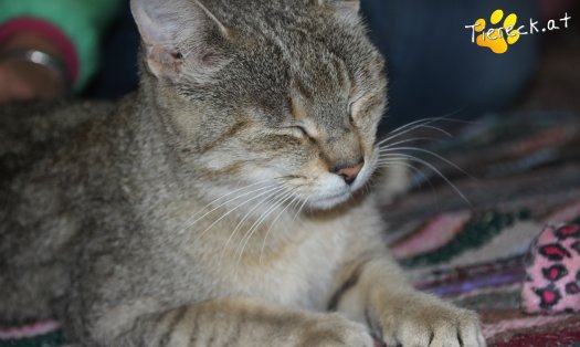 Katze Nala (Foto by Tiereck.at - Lavanttaler Tierhilfe)