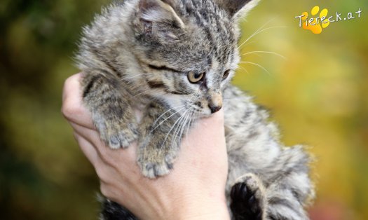 Katze Merlin (Foto by Tiereck.at - Lavanttaler Tierhilfe)