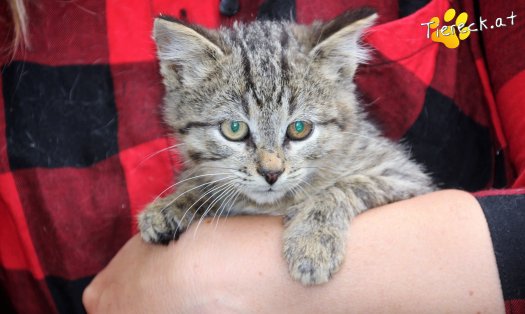 Katze Merlin (Foto by Tiereck.at - Lavanttaler Tierhilfe)