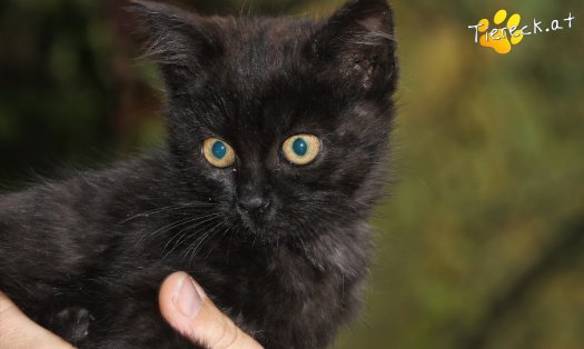 Katze Bonnie (Foto by Tiereck.at - Lavanttaler Tierhilfe)