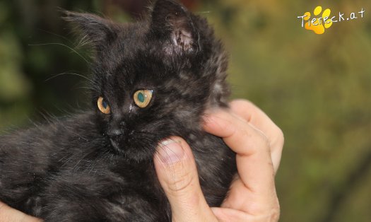 Katze Bonnie (Foto by Tiereck.at - Lavanttaler Tierhilfe)