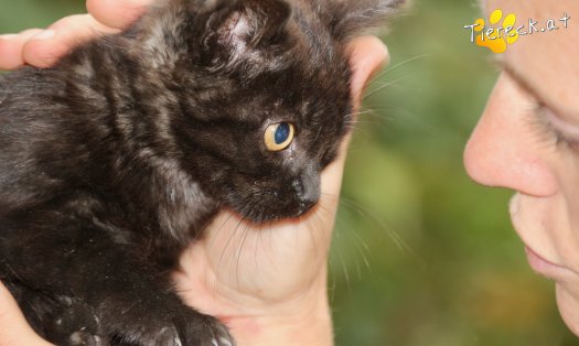 Katze Bonnie (Foto by Tiereck.at - Lavanttaler Tierhilfe)