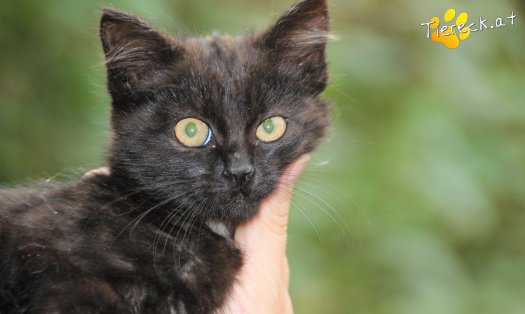 Katze Bonnie (Foto by Tiereck.at - Lavanttaler Tierhilfe)