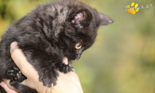 Katze Bonnie (Foto by Tiereck.at - Lavanttaler Tierhilfe)