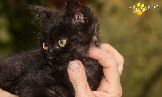 Katze Bonnie (Foto by Tiereck.at - Lavanttaler Tierhilfe)