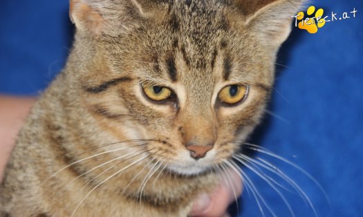 Katze Jeremy (Foto by Tiereck.at - Lavanttaler Tierhilfe)