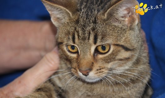 Katze Jeremy (Foto by Tiereck.at - Lavanttaler Tierhilfe)