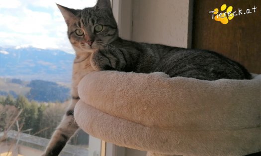 Katze Mimi (Foto by Tiereck.at - Lavanttaler Tierhilfe)
