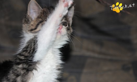 Katze Minou (Foto by Tiereck.at - Lavanttaler Tierhilfe)