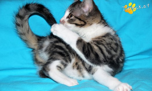 Katze Minou (Foto by Tiereck.at - Lavanttaler Tierhilfe)