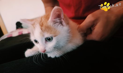 Katze Angelo (Foto by Tiereck.at - Lavanttaler Tierhilfe)