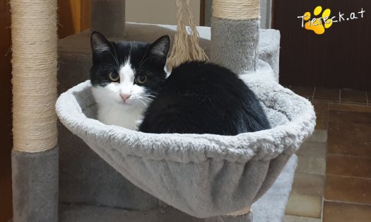 Katze Vienna (Foto by Tiereck.at - Lavanttaler Tierhilfe)