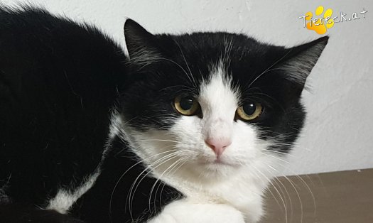 Katze Vienna (Foto by Tiereck.at - Lavanttaler Tierhilfe)