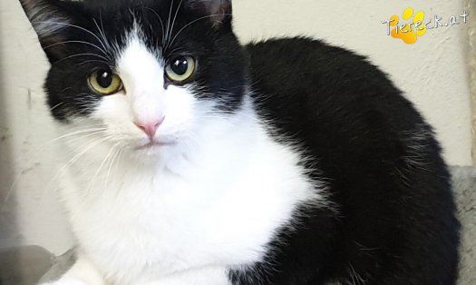 Katze Vienna (Foto by Tiereck.at - Lavanttaler Tierhilfe)