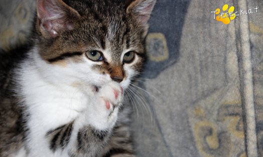 Katze Rosalie (Foto by Tiereck.at - Lavanttaler Tierhilfe)