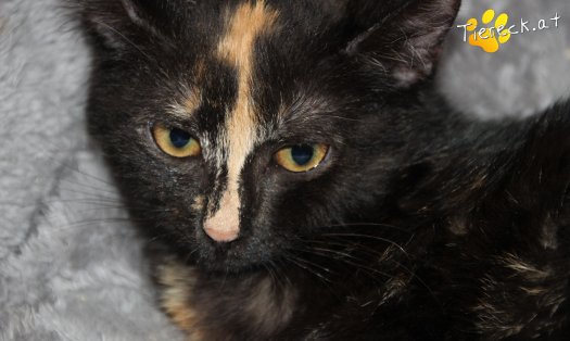 Vermittlungstiere Diese Katzen Suchen Ein Zuhause