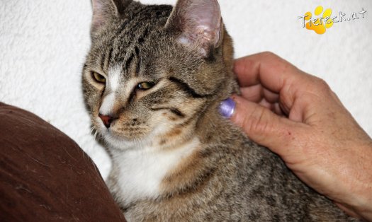 Katze Shannon (Foto by Tiereck.at - Lavanttaler Tierhilfe)