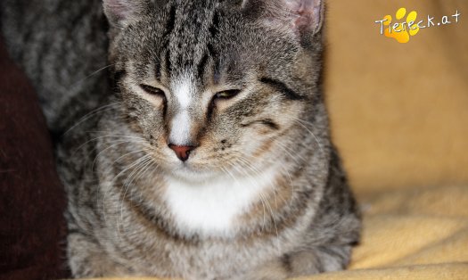 Katze Shannon (Foto by Tiereck.at - Lavanttaler Tierhilfe)