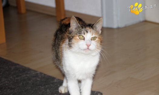 Katze Fibi (Foto by Tiereck.at - Lavanttaler Tierhilfe)