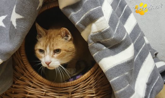 Vermittlungstiere Diese Katzen Suchen Ein Zuhause