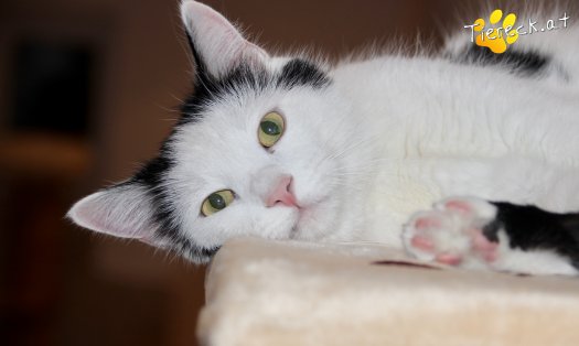 Katze Chicco (Foto by Tiereck.at - Lavanttaler Tierhilfe)
