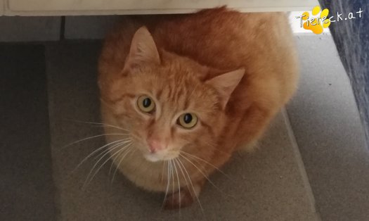 Katze Kasimir (Foto by Tiereck.at - Lavanttaler Tierhilfe)