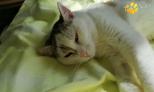 Katze Lilli (Foto by Tiereck.at - Lavanttaler Tierhilfe)