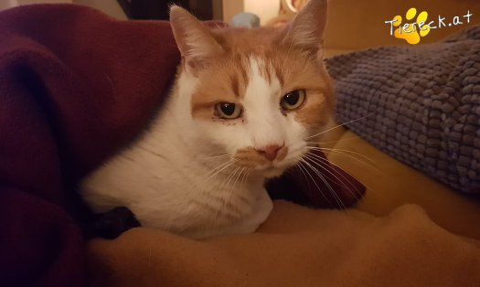 Katze Bärli (Foto by Tiereck.at - Lavanttaler Tierhilfe)