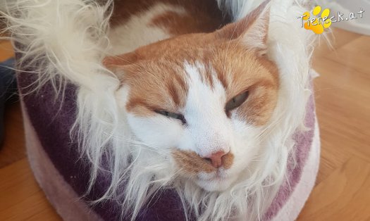 Katze Bärli (Foto by Tiereck.at - Lavanttaler Tierhilfe)
