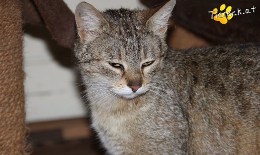 Katze Ida (Foto by Tiereck.at - Lavanttaler Tierhilfe)