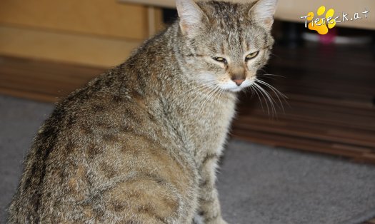 Katze Ida (Foto by Tiereck.at - Lavanttaler Tierhilfe)