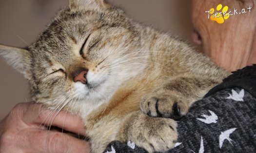 Katze Ida (Foto by Tiereck.at - Lavanttaler Tierhilfe)