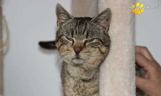 Katze Freddy (Foto by Tiereck.at - Lavanttaler Tierhilfe)