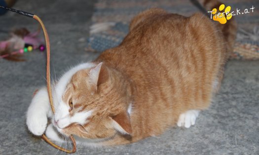 Katze Rosie (Foto by Tiereck.at - Lavanttaler Tierhilfe)